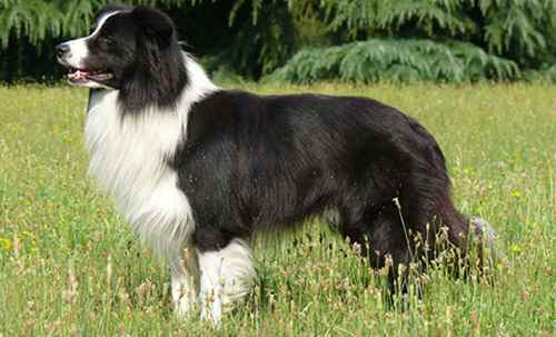 Border Collie