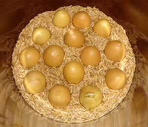 Eggs coated in bees wax stored in a crock filled with oats