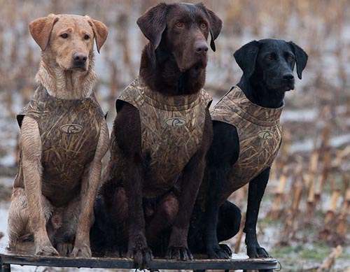 LABRADOR RETRIEVER