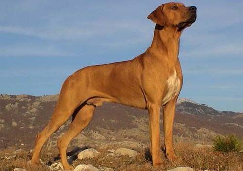 Rhodesian_ridgeback
