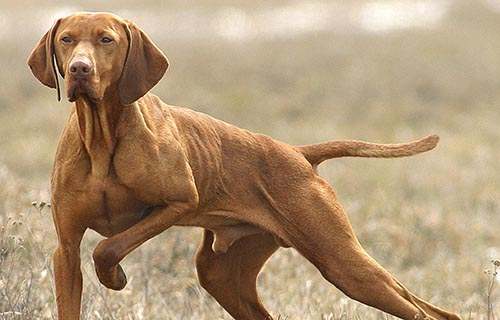 VIZSLA
