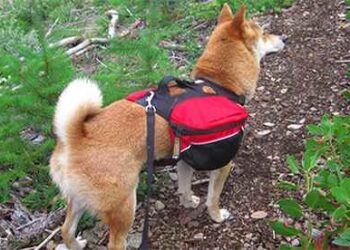 akita prepper dog