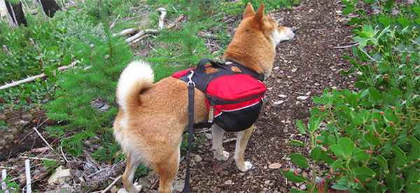 akita prepper dog