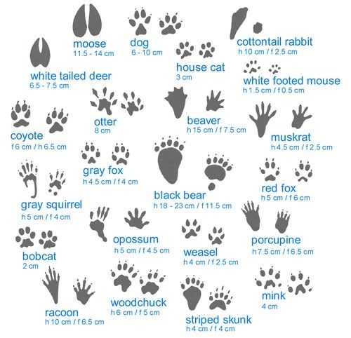 animal-prints