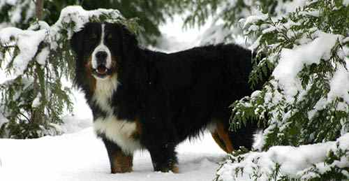 bernese mountain dog