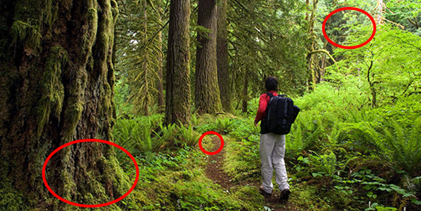 reading nature signs