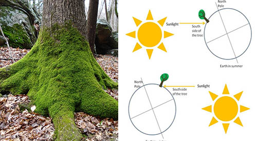 sun moss orientation