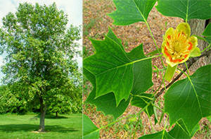 tulip tree native american