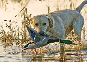 The Best Way to Train Your Dog For Hunting In the Field
