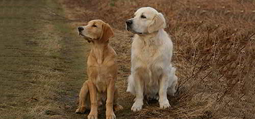 dog staying