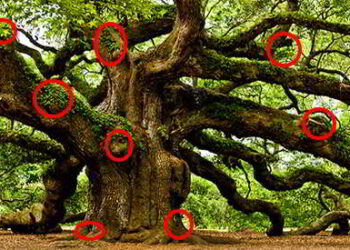 How To Consume Oak - Nature's Powerhouse