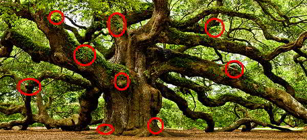 How To Consume Oak - Nature's Powerhouse