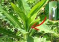 Similar to Morphine The Best Natural Painkiller that Grows in Your Backyard