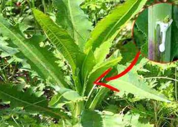 Similar to Morphine The Best Natural Painkiller that Grows in Your Backyard