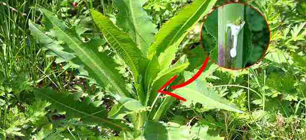 Similar to Morphine The Best Natural Painkiller that Grows in Your Backyard