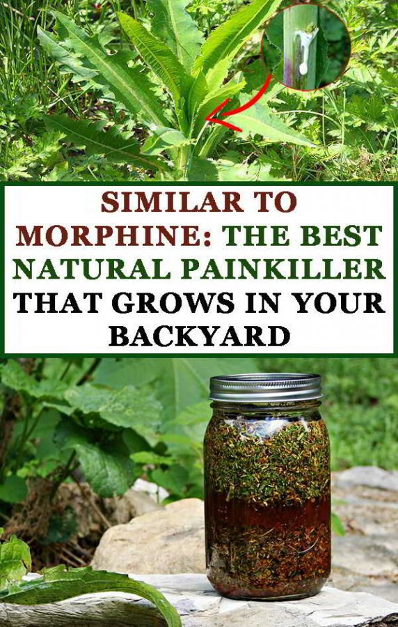SIMILAR TO MORPHINE THE BEST NATURAL PAINKILLER THAT GROWS IN YOUR