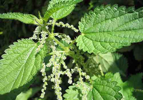 Stinging Nettle