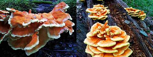 chicken of the woods - oak mushroom