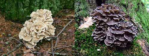 hen of the woods - oak mushroom