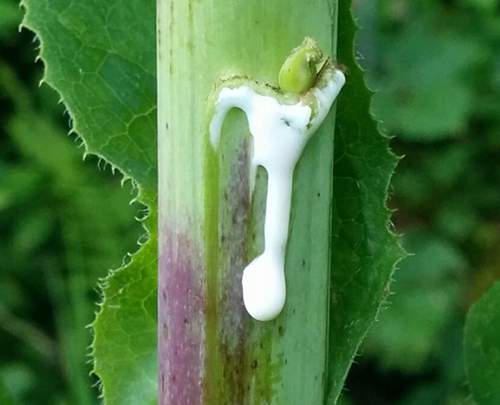 lettuce-opium-sticky-extract-of-wild-lettuce