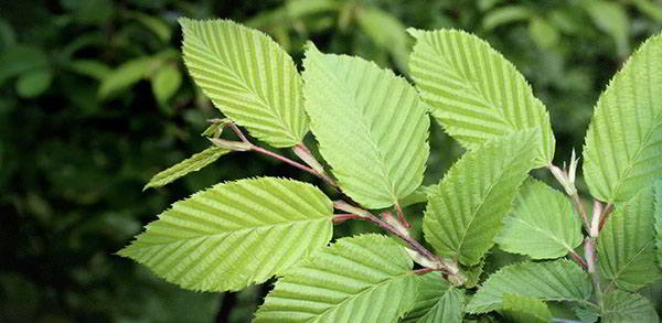 slippery elm