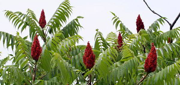 2. sumac