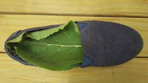 Shoe Insoles mullein