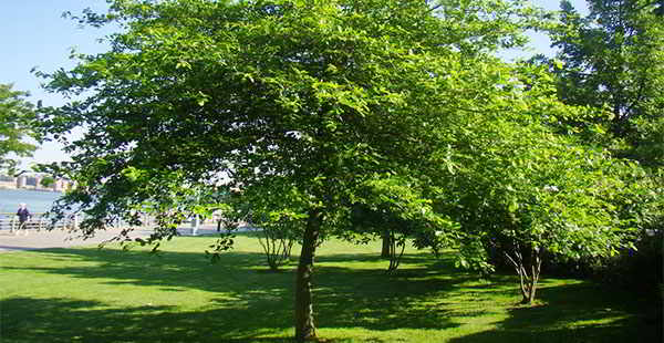 black gum bark