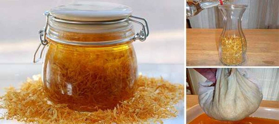 Medicinal Herbs & Plants-Forage or Grow Your Own Diy-esential-oils-with-calendula-890x395_c