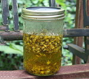 mullein-flowers tea