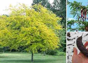 10 survival trees everyone should know about and why