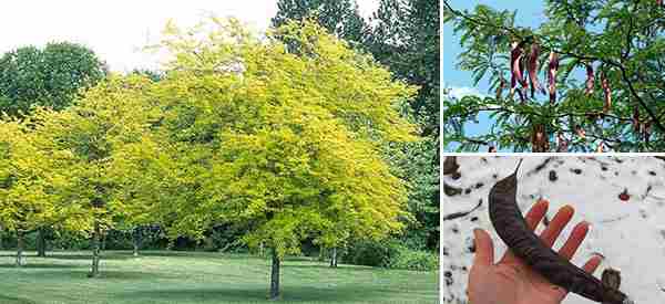 10 survival trees everyone should know about and why