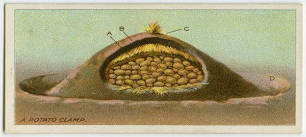 24 Lost Gardening Tips from 100 Years Ago