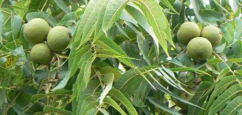 Black_Walnut_nut_and_leave_detail