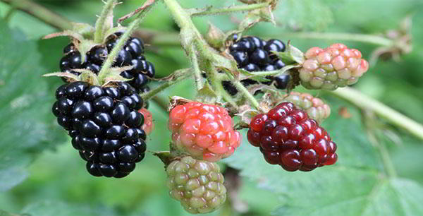 Ripe blackberries