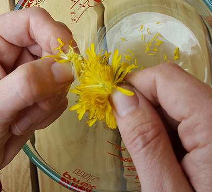 dandelion trimming