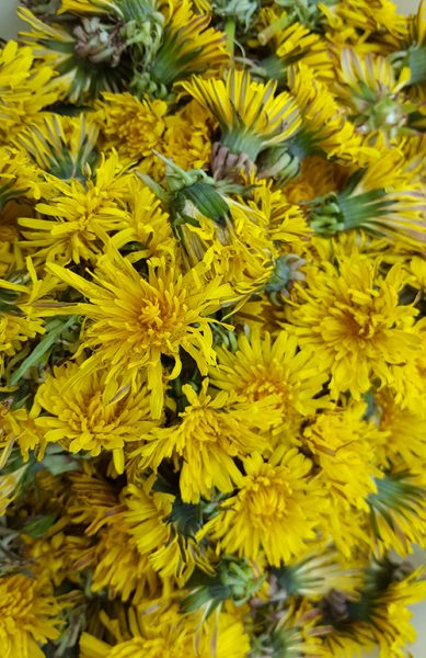 harvested dandelions