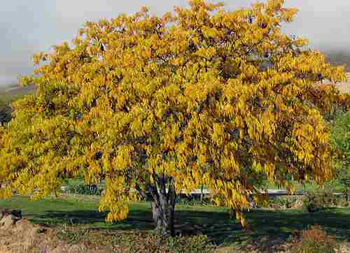 honey locust