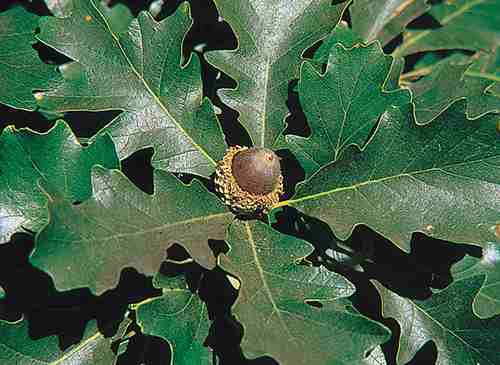 oak Quercus_macrocarpa_USDA