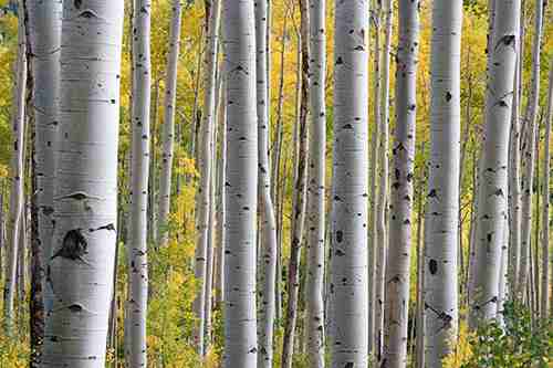 white birch