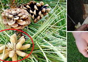 Do You Recognize this Tree All Parts are Edible II