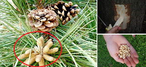 Do You Recognize this Tree All Parts are Edible II