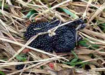 If You Find This in Your Garden Burn It Immediately. Here’s Why