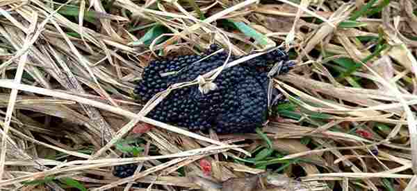 If You Find This in Your Garden Burn It Immediately. Here’s Why