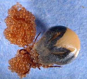 tick and eggs