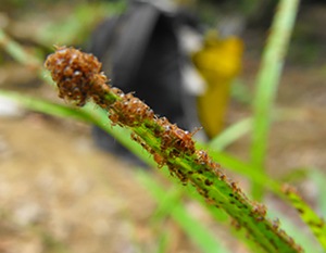 ticks on grass