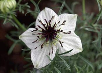 Black Seed – The Remedy For Everything But Death Picture Plant