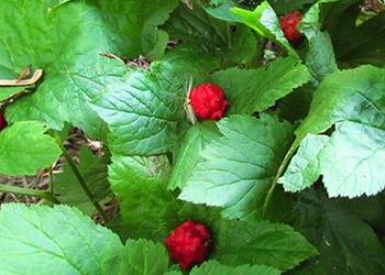 The Most Powerful Antibiotics Known to Mankind