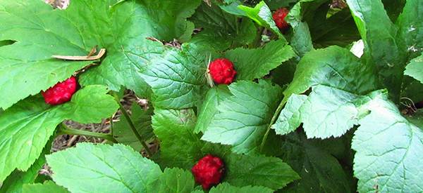 The Most Powerful Antibiotics Known to Mankind