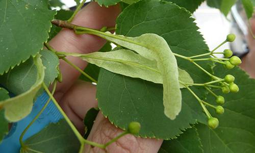 basswood leaves and tongues and young buds